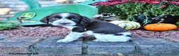 English Springer Spaniel dogs for sale: Marvin - Ad 5
