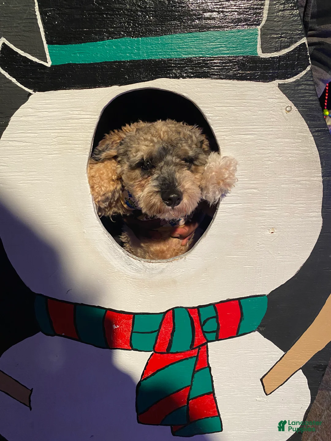 Miniature Poodle dogs for sale: Miniature Poodle Puppy 1 - Ad 2