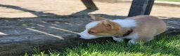 Welsh Corgi Pembroke dogs for sale: Winnie  - Ad 9