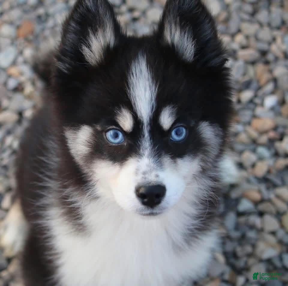 Pomsky dogs Sawyer - Ad 1