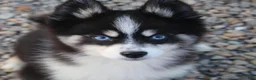 Pomsky dogs for sale: Sawyer - Ad 1