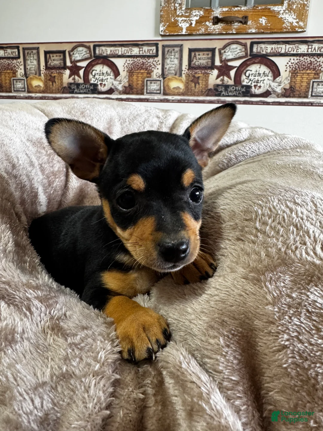 Chihuahua dogs for sale: Lucy - Ad 2