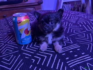 Pomchi dogs Pomchi Puppy 1 - Ad 6