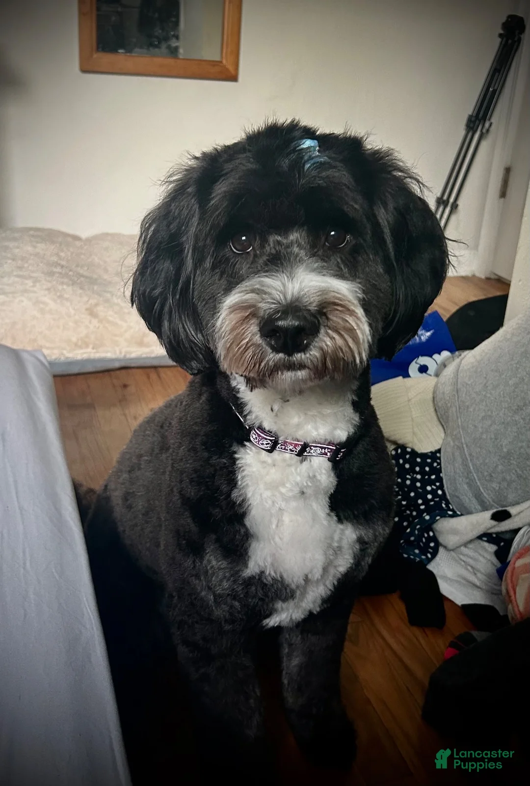 Mixed Breed dogs for sale: Honey - Ad 11