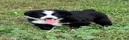 Miniature Australian Shepherd dogs for sale: Dolly - Ad 3