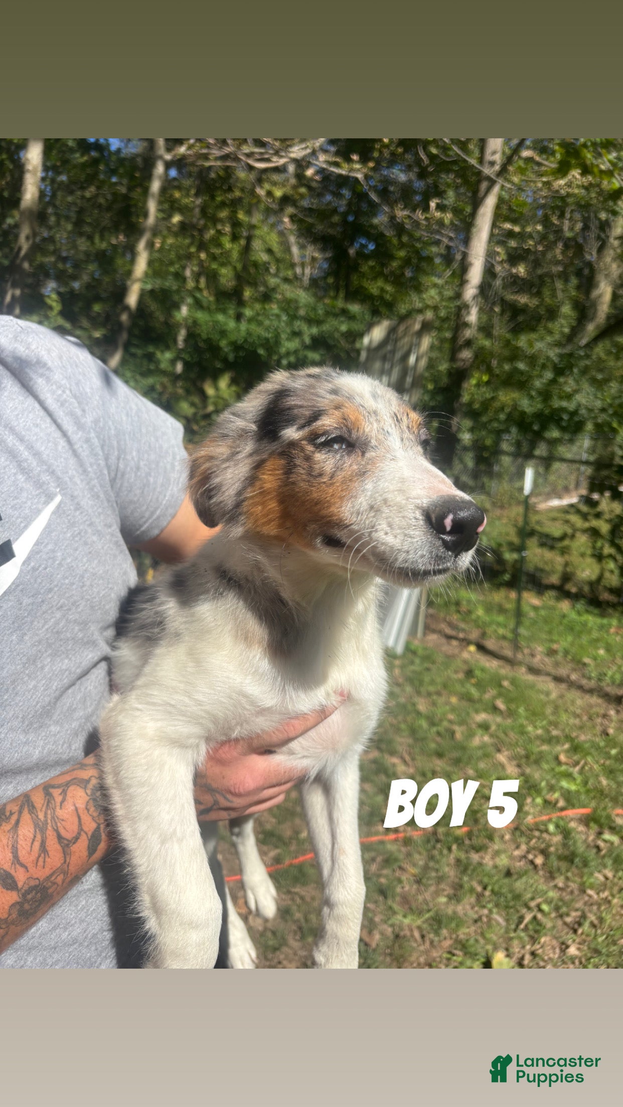 Australian Shepherd dogs Australian Shepherd 2 - Ad 16