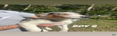 Australian Shepherd 2