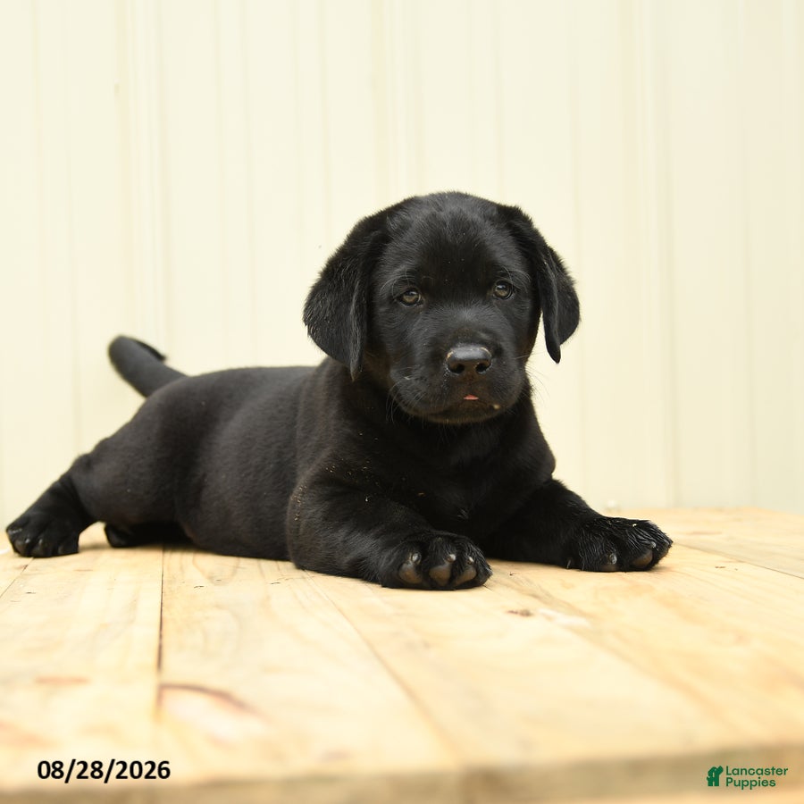 Labrador Retriever dogs Scout - Ad 2