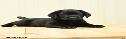 Labrador Retriever dogs for sale: Scout - Ad 2