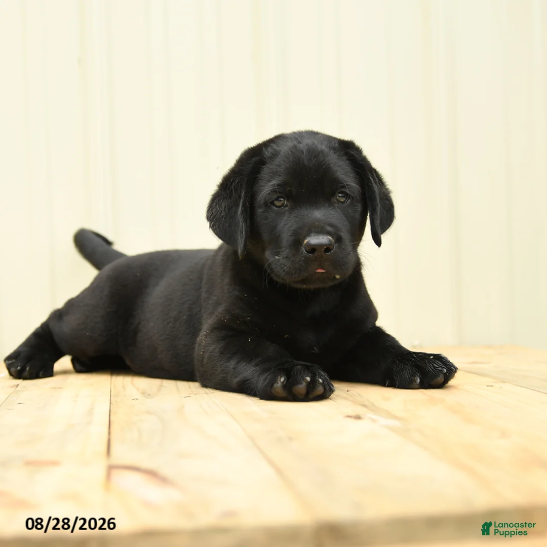 Labrador Retriever dogs for sale: Scout - Ad 2