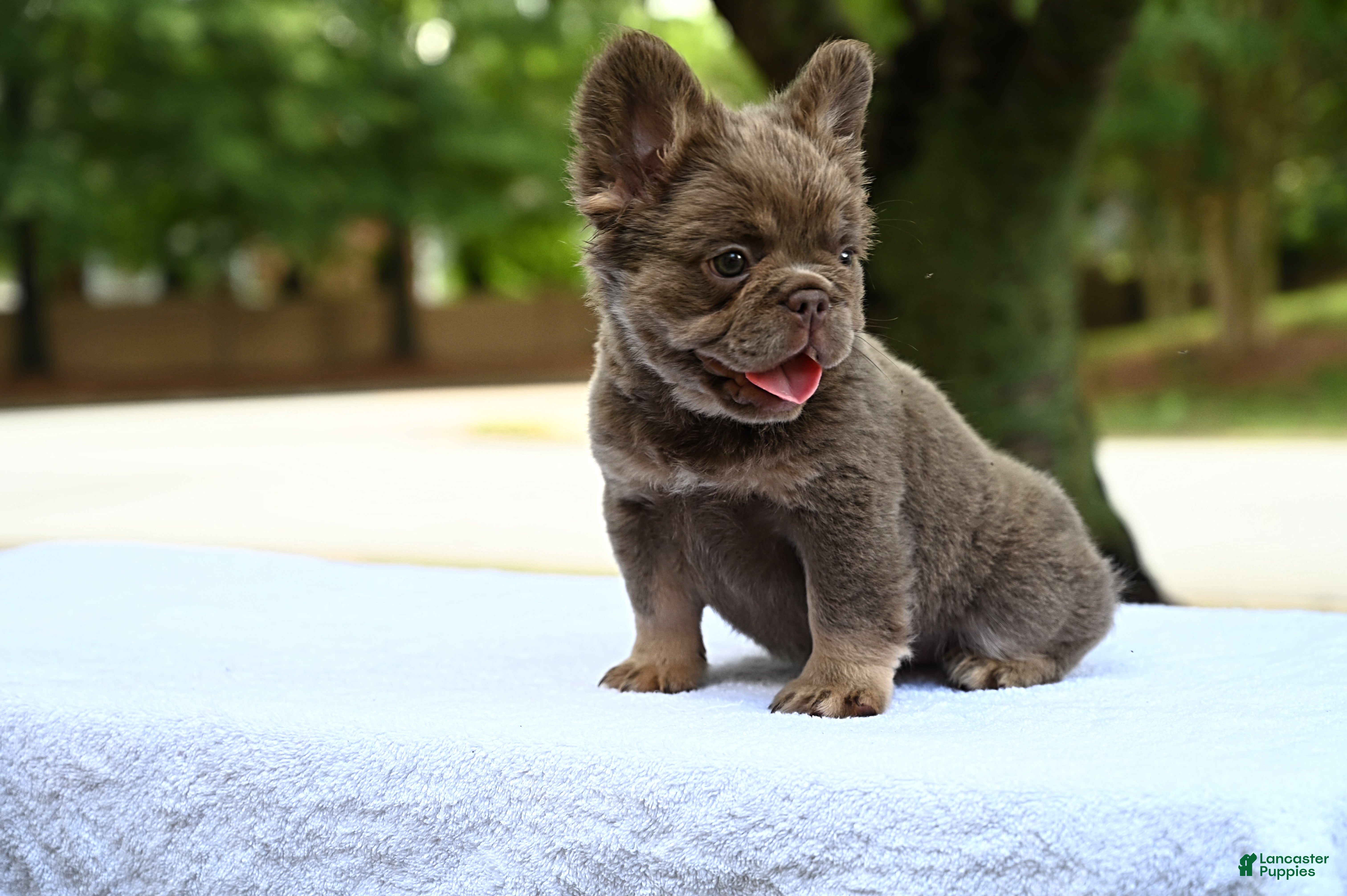 French Bulldog dogs French Bulldog Puppy 3 - Ad 2