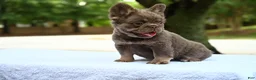 French Bulldog dogs for sale: French Bulldog Puppy 3 - Ad 2