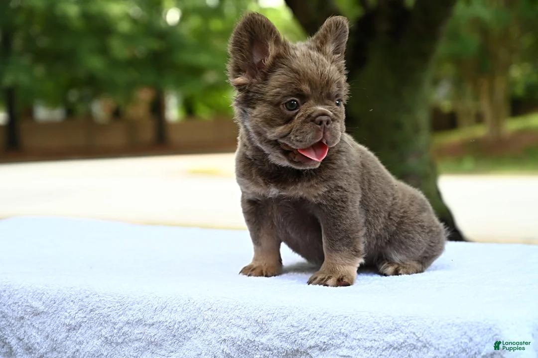French Bulldog dogs for sale: French Bulldog Puppy 3 - Ad 2