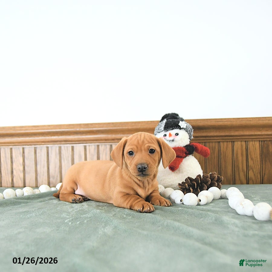 Miniature Dachshund dogs Bandit - Ad 4