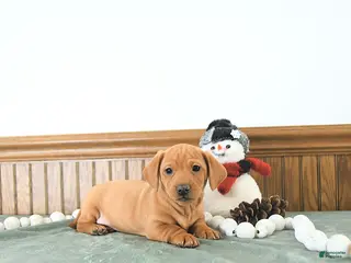 Miniature Dachshund dogs Bandit - Ad 2