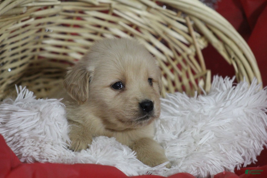 Golden Retriever dogs for sale: Shelly  - Ad 4