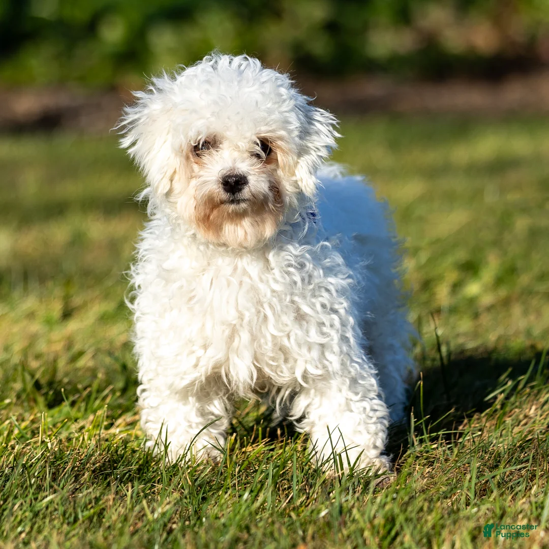 Maltipoo dogs for sale: Maltipoo Puppy 1 - Ad 6