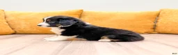 Miniature Australian Shepherd dogs for sale: Lilly - Ad 4