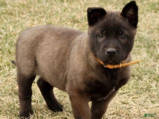 Belgian Malinois dogs Atlas - Ad 22