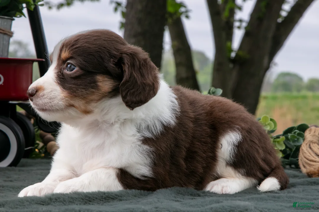 Miniature Australian Shepherd dogs for sale: Cuddles - Ad 3