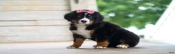Bernese Mountain Dog dogs for sale: Lainey - Ad 6