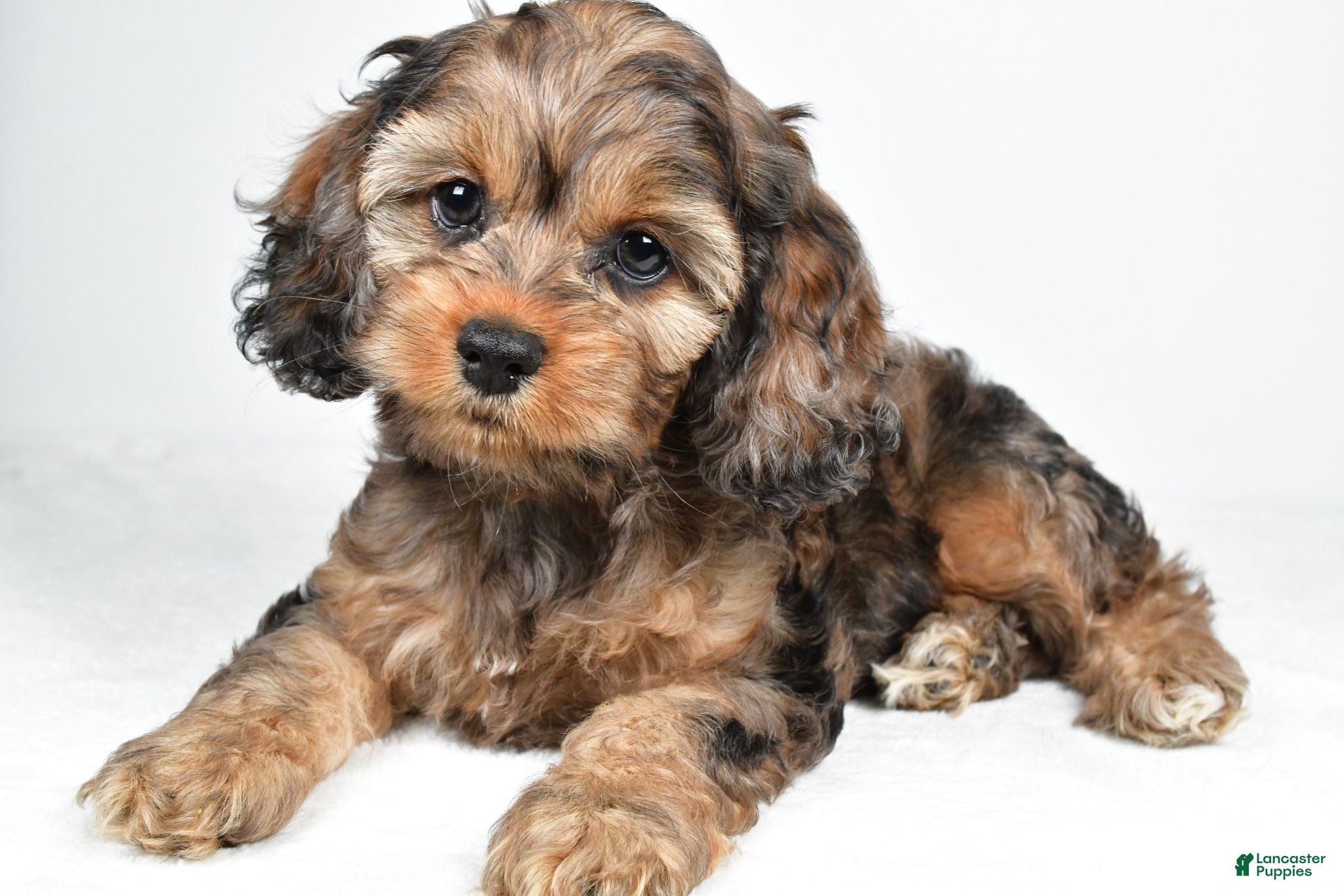 Cockapoo dogs Hank - Ad 1