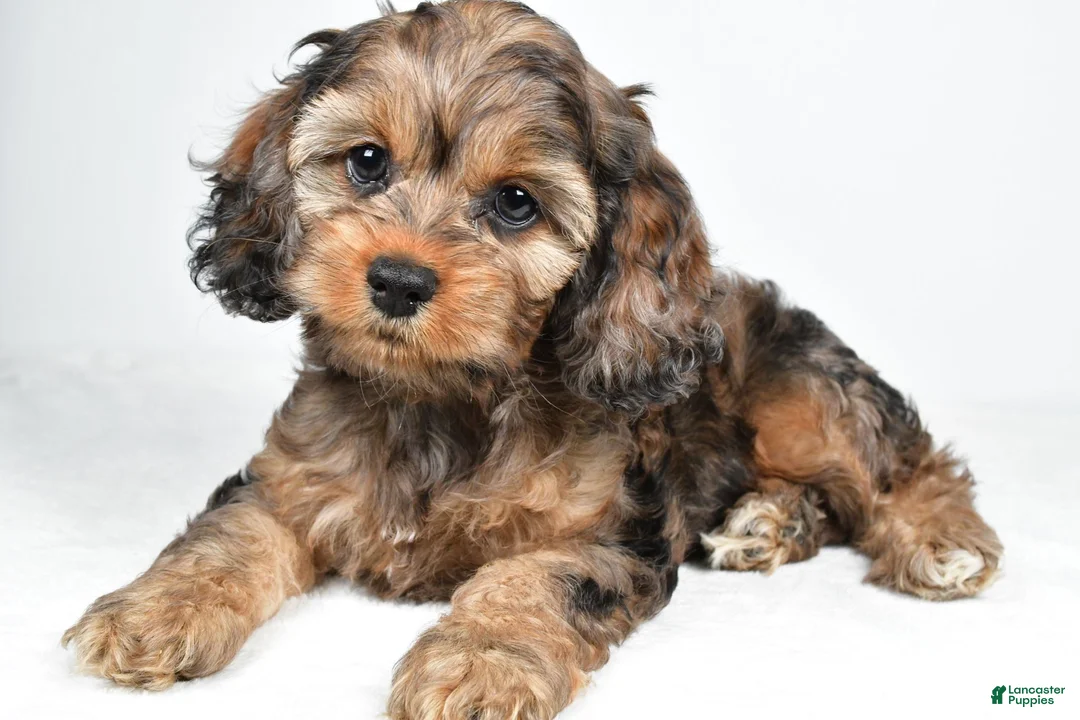 Cockapoo dogs for sale: Hank - Ad 1