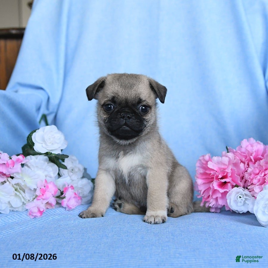 Pug dogs Toby - Ad 3