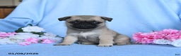 Pug dogs for sale: Toby - Ad 1