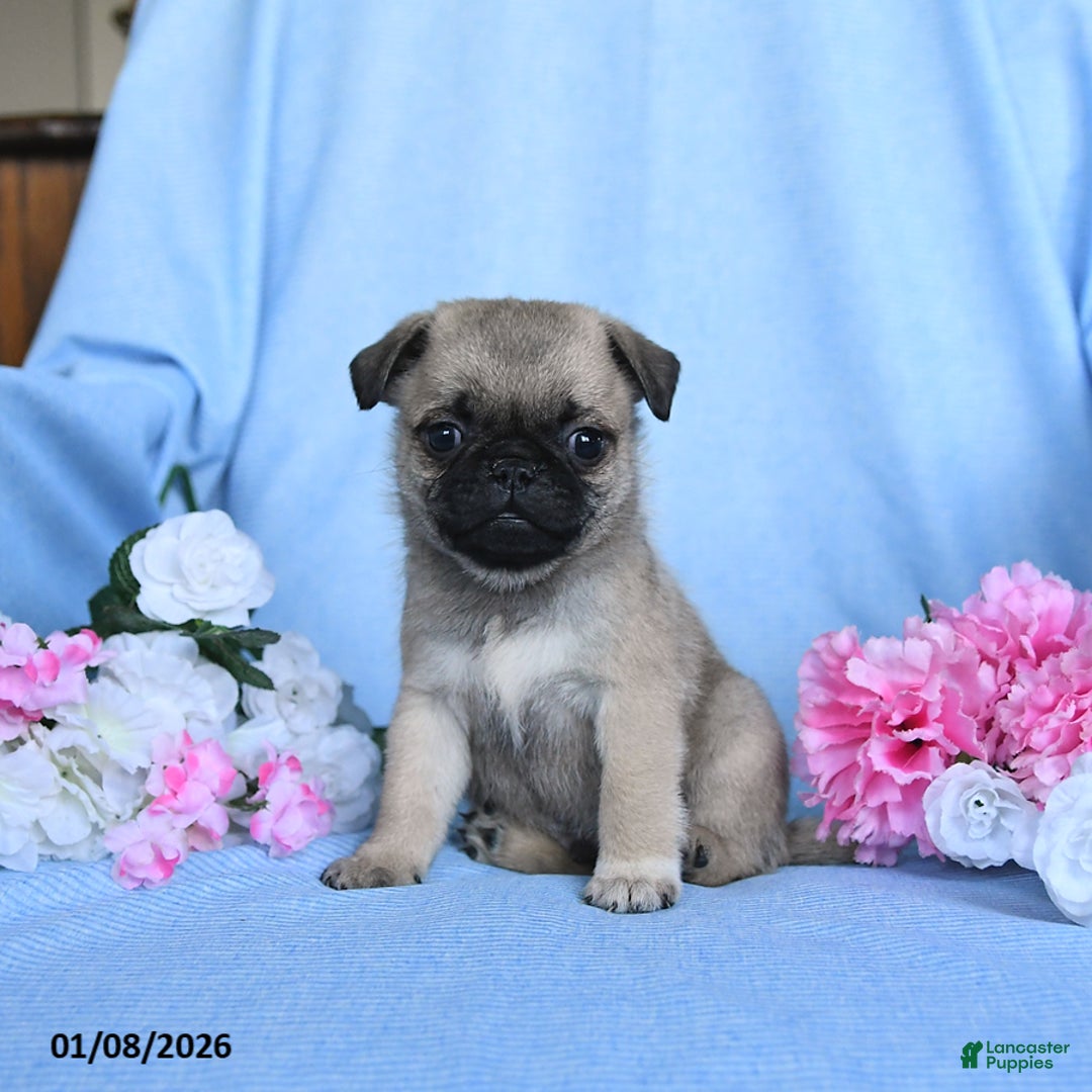 Pug dogs for sale: Toby - Ad 1