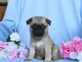 Pug dogs Toby - Ad 4