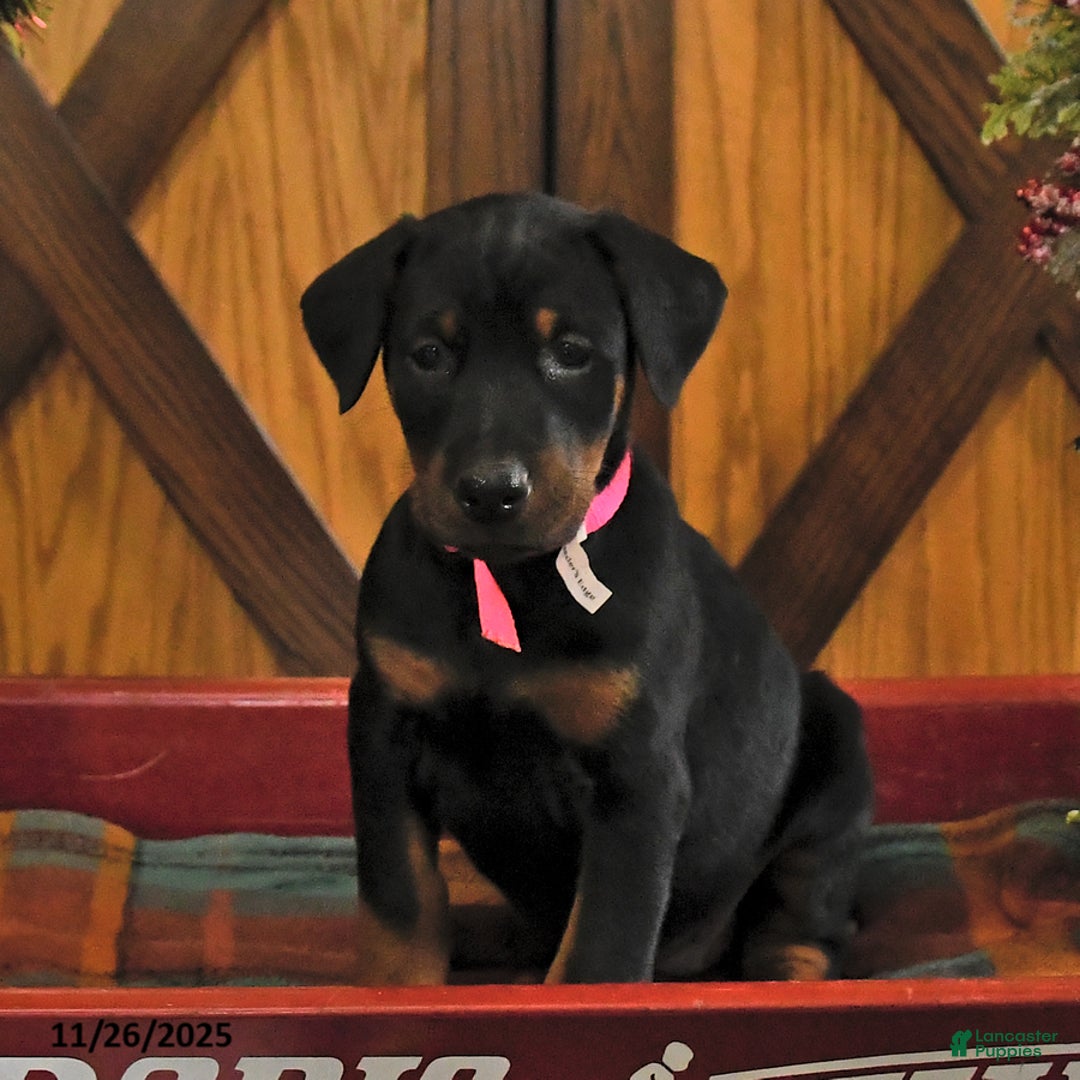 Doberman Pinscher dogs for sale: Macy - Ad 2