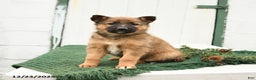 Mixed Breed dogs for sale: Bella   - Ad 1