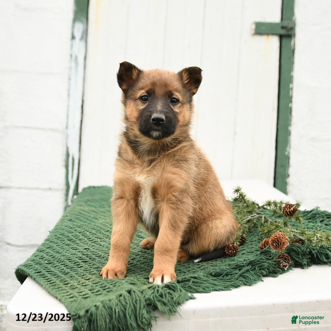 Mixed Breed dogs for sale: Bella   - Ad 1