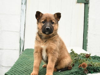 Mixed Breed dogs Bella - Ad 4