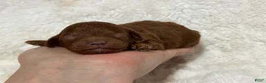 Rosie