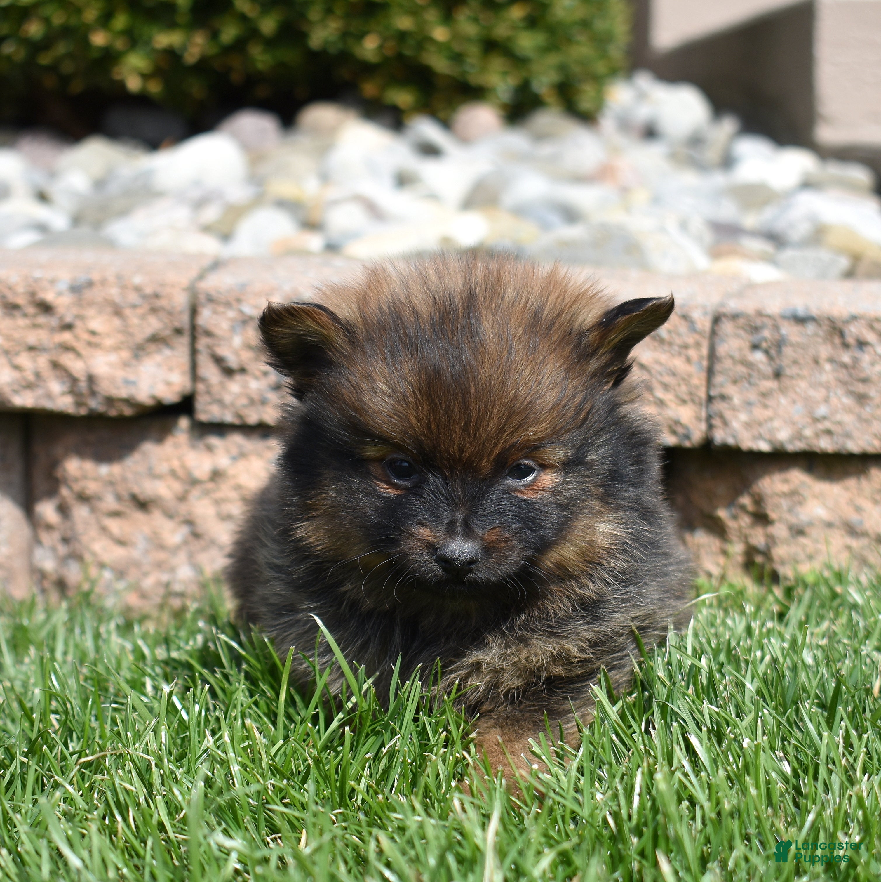 Pomeranian dogs Poppy  - Ad 1