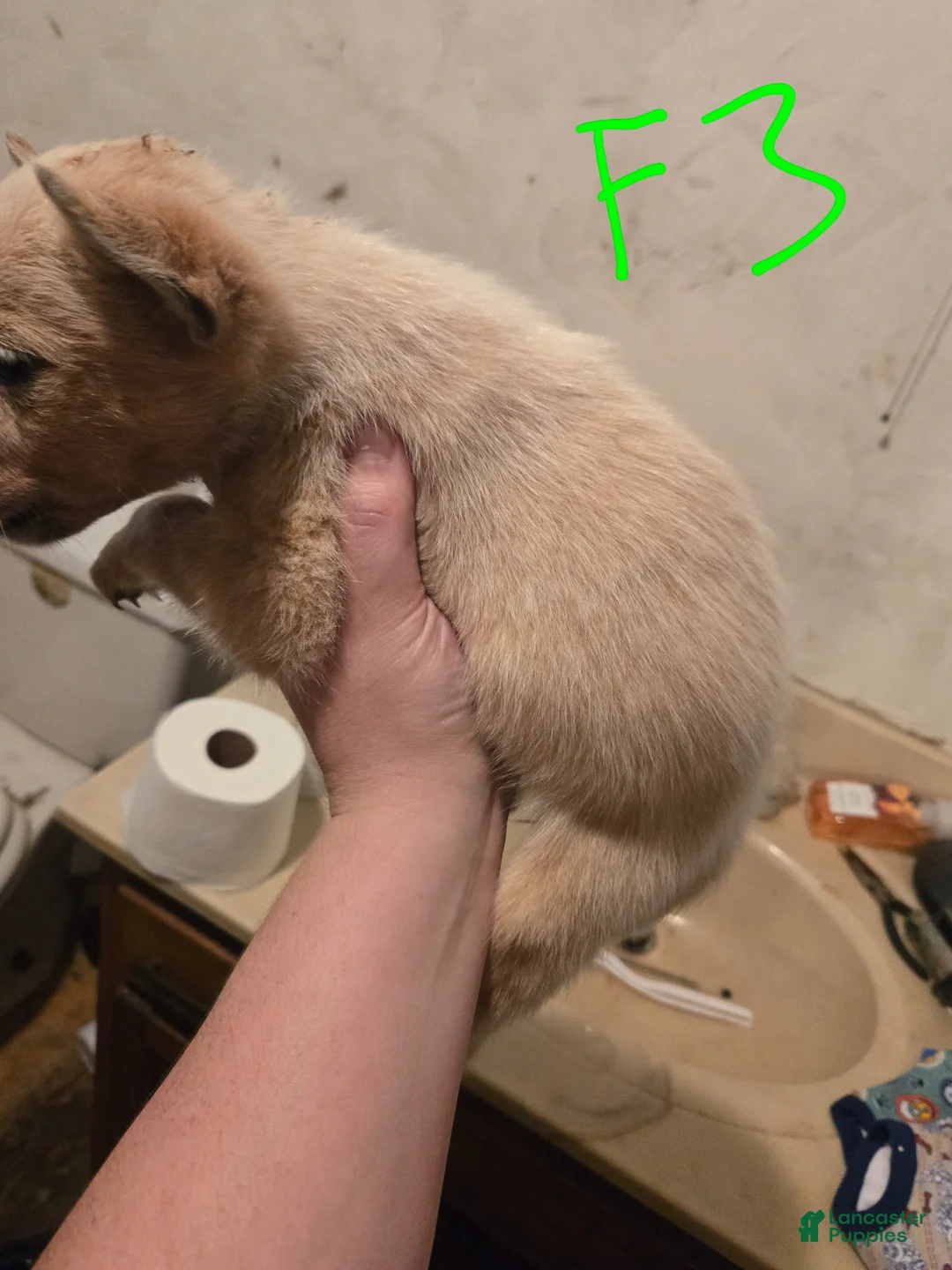 Australian Cattle Dog dogs for sale: Daisy - Ad 2