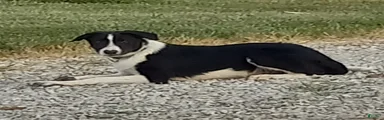 Border Collie 1