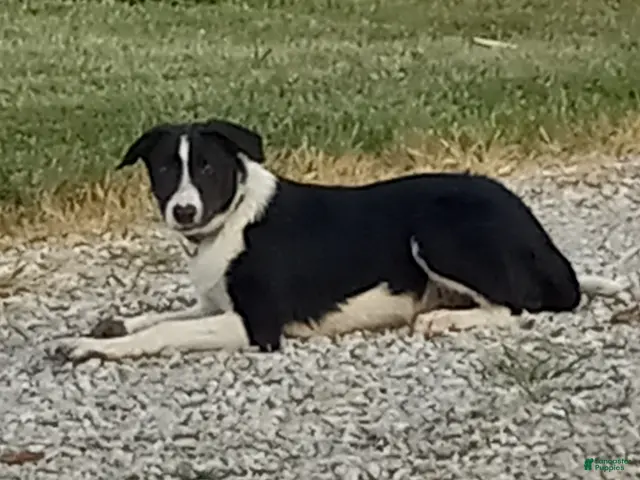 Border Collie dogs for sale: Border Collie 1 - Ad 1