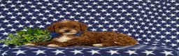 Toy Poodle dogs for sale: Riggs - Ad 4