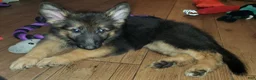 German Shepherd dogs for sale: Yellow - Ad 5
