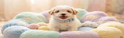 Maltipoo dogs for sale: MALE - Ad 2