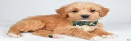 Mixed Breed dogs for sale: Thomas - Ad 3