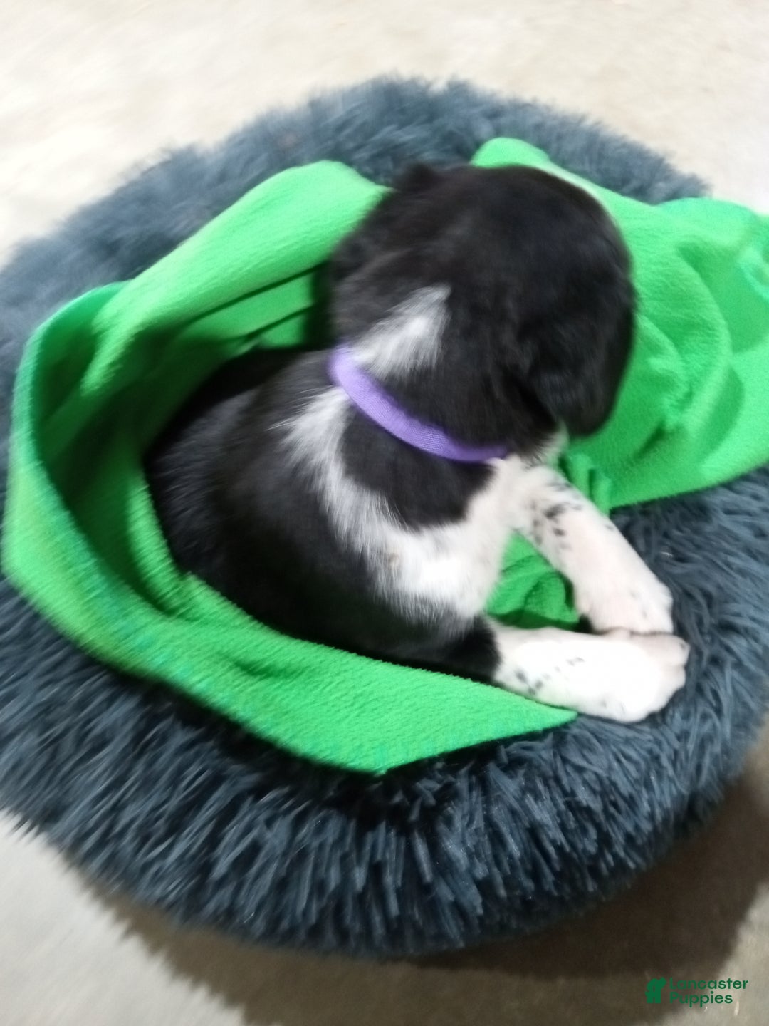 Mixed Breed dogs for sale: Dora - Ad 3