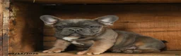 French Bulldog dogs for sale: Trax - Ad 1