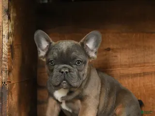 French Bulldog dogs Trax - Ad 13