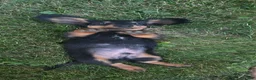 Miniature Dachshund dogs for sale: Thunder - Ad 7