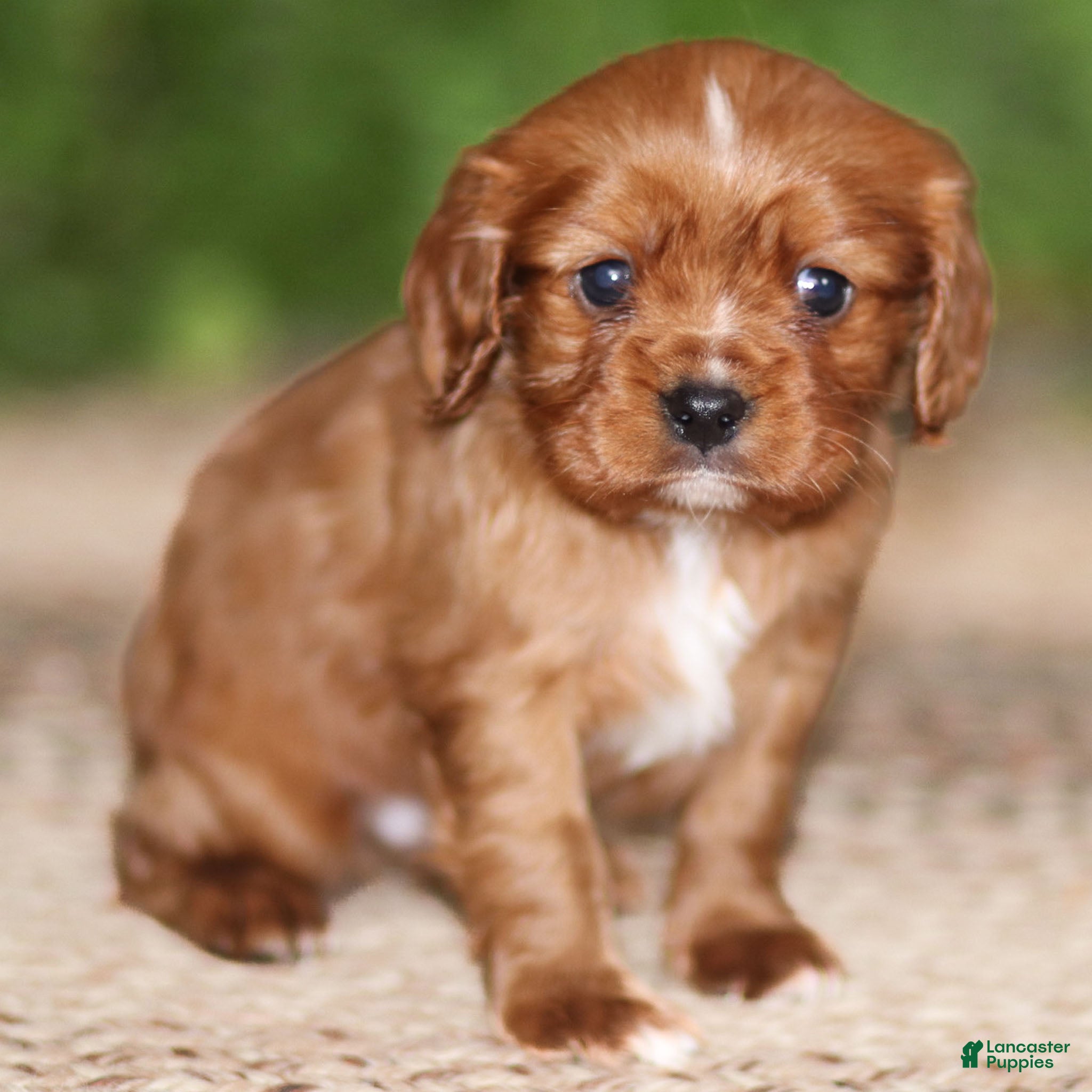 Cavalier King Charles Spaniel dogs Riley - Ad 40