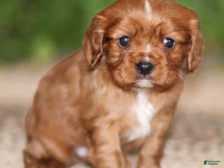 Cavalier King Charles Spaniel dogs Riley - Ad 14